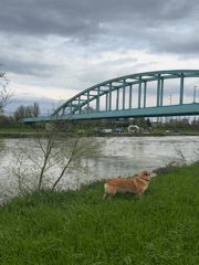 Spring morning activities along Zagreb riverbank captured by witnesses