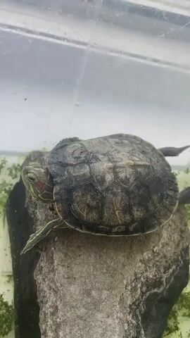 The video shows a close-up, overhead view of a small red-eared slider turtle resting on a rock in a tank. The turtle's shell is visible, along with its head, which is turned to the left. The turtle has distinctive red markings on its cheeks and a green and yellow striped pattern on its head. The rock the turtle is on is textured and appears to be partially submerged in water, with green algae or aquatic plants growing around its base. The background is blurry and appears to be the clear plastic wall of the tank. The lighting is bright and even.