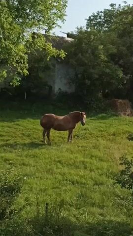 A light brown horse stands in a grassy field. The horse is facing to the right and its head is lowered, as if grazing. In the background, there is a building with a white roof and a weathered exterior wall, partially obscured by lush green trees. To the right of the building, a haystack is visible. The ground is covered in green grass, with some areas of taller vegetation. The overall lighting suggests it is daytime, with sunlight casting shadows.