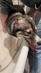 Dog bath time captured in Khimki household
