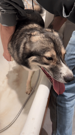 Dog bath time captured in Khimki household