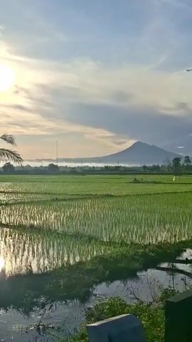 The video captures a wide shot of a lush green rice paddy field under a hazy, pale blue sky with scattered clouds. The sun, a bright, slightly diffused orb, is positioned in the upper left quadrant, casting a warm glow and reflecting off the water-filled paddies. In the foreground, the rows of young rice plants are visible, their green stalks standing upright in the shallow water. The water itself mirrors the sky and the surrounding vegetation.

To the left, a palm tree with its fronds extends into the frame, its silhouette partially obscuring the sun. Beneath the palm tree, a simple, open-sided wooden structure, possibly a shelter or hut, stands on stilts. The reflection of this structure and the palm tree is clearly visible in the water.

In the mid-ground, a few scattered trees with sparse foliage are dotted across the landscape. In the distance, a conical mountain peak is faintly visible through a layer of morning mist or haze, adding depth to the scene. A tall, slender tower, possibly a telecommunications or utility pole, stands closer to the horizon.

The overall impression is one of a serene rural landscape at sunrise or sunset, characterized by agricultural activity and natural beauty. There are no people visible in the video. The camera appears to be stationary, offering a fixed perspective of the scene.