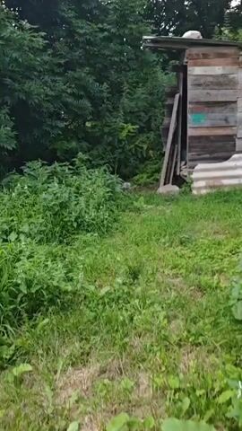 The video shows a rustic outdoor toilet constructed from weathered wooden planks and corrugated metal. It is surrounded by lush green vegetation, including tall grass and dense bushes. The toilet itself appears old and has a makeshift roof. Inside the open doorway, a broom and some other miscellaneous items are visible. The overall scene suggests an unkempt and perhaps abandoned setting.
