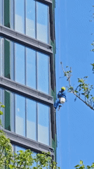 Window washer works high-rise building in Khimki, Russia