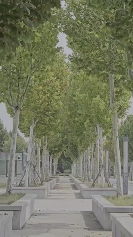 A vertical video shows a path lined with trees. The trees are tall and have green leaves. The path is made of concrete and is bordered by concrete benches. The scene is outdoors during the day. The video appears to be shot from a slightly elevated position, looking down the path. There are no people or animals visible in the video. The background is blurred, but appears to be a park or a natural setting.