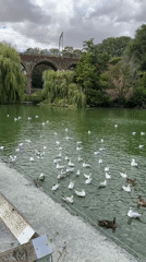 Seagulls and ducks crowd a green pond in Chelmsford