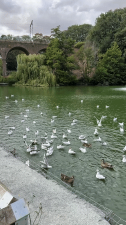 Seagulls and ducks crowd a green pond in Chelmsford