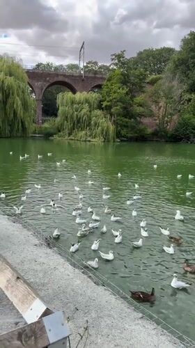 Seagulls and ducks crowd a green pond in Chelmsford