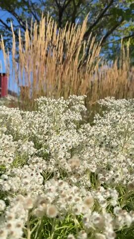 The video pans over a field of white wildflowers in the foreground. In the background, tall, dry grasses sway gently in the wind. The sun is shining, casting a warm glow on the scene. The sky is a clear blue. There is a hint of a red structure, possibly a building or fence, visible on the far left of the frame.