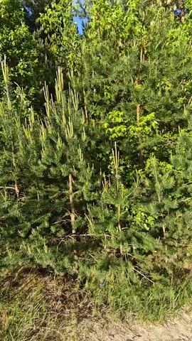 The video shows a close-up view of a small cluster of young pine trees along the edge of a forest. The trees are vibrant green, with new growth visible as light-colored shoots at the tips of their branches. To the left and behind the young pines, there are taller, more mature evergreen trees. Interspersed with the pines are other types of deciduous trees with bright green leaves. The ground is covered with dry grass and pine needles. The camera slowly pans upwards, revealing a blue sky with some scattered clouds visible through the trees.