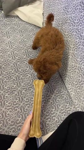 A person is holding a rawhide bone in front of a brown poodle-type puppy, which is lying on a gray patterned bed. The puppy is sniffing the bone. The person holding the bone is wearing black pants and a light-colored top, with visible light purple nail polish. A pillow sits on the bed.