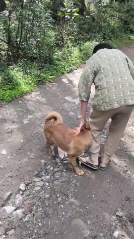 A person wearing a light-colored patterned shirt and tan pants is walking on a dirt path. The person is bent over, petting a small, light brown dog. The dog is facing away from the camera and appears to be a medium-sized mixed breed with a bushy tail. The path is rough and unpaved, with loose gravel and dirt. Trees and green foliage are visible in the background. The lighting suggests it is daytime.