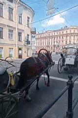 Ornate carriage and classical architecture in central Saint Petersburg