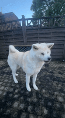 White Akita dog plays in backyard patio in Wattrelos