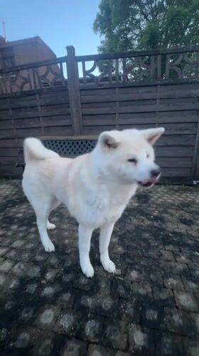 White Akita dog plays in backyard patio in Wattrelos