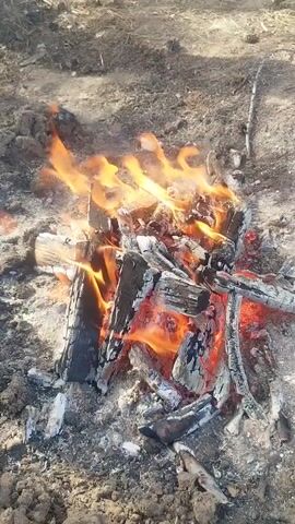 The video shows a small campfire burning outdoors. The fire is contained within a loose circle of dirt and ash. The fire consists of charred wood and burning embers with yellow and orange flames. The surrounding ground is dry with dirt, small twigs, and some foliage. In the background, a fallen birch tree trunk can be seen. Someone is talking in the background, but the speech is not clear.