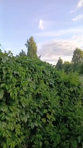 The video shows a low-angle view of lush green foliage and trees against a bright sky with some clouds. The camera pans slowly from left to right, revealing a dense wall of green plants in the foreground, which appears to be a hedge or overgrown vegetation. Behind this, there are more trees of varying heights, including some taller deciduous trees and a prominent evergreen tree on the right side. The scene is outdoors, likely in a natural or semi-natural environment, possibly during daylight hours, as indicated by the sky and lighting. There are no people or specific objects of interest other than the vegetation and the sky visible in the video.