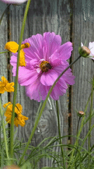 Cosmos flowers and bees in a Речицы garden, late summer