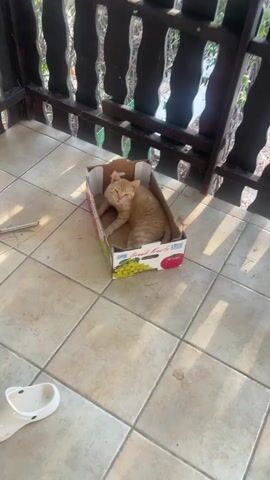 An orange tabby cat is in a cardboard box on a tiled porch. The cat gets out of the box and walks toward the camera. The camera is close to the cat's face. A white shoe is on the floor to the left of the box. A wooden railing is behind the box and the cat.
