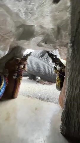 The video shows a close-up view of a cave-like structure with textured walls that resemble rock formations. In the foreground, there are two ornate, colorful statues that appear to be of mythical creatures, possibly guardians. A large, scaly, serpent-like statue is visible in the background, its body coiled and its head out of frame. The ground inside the cave is covered with small pebbles. The camera pans slowly, revealing more of the cave's interior and the statues. The lighting suggests an indoor setting, possibly a temple or a themed attraction. The overall impression is of a spiritual or fantastical environment.