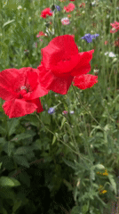 Summer garden blooms in Chuguyevka, Russia