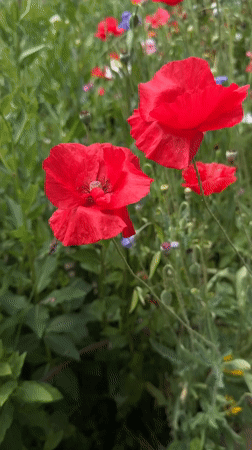 Summer garden blooms in Chuguyevka, Russia