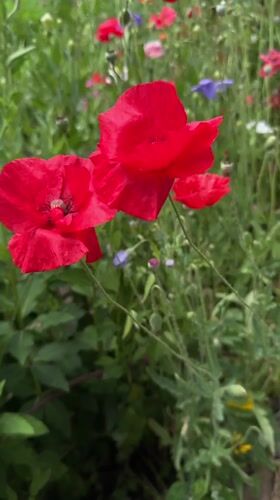Summer garden blooms in Chuguyevka, Russia