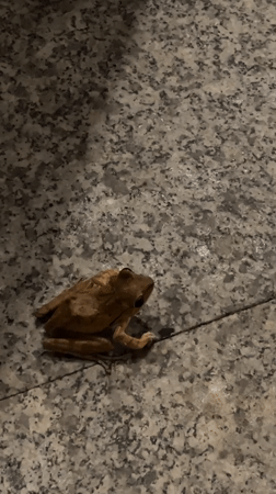 Small frog resting on granite tile, Nha Trang