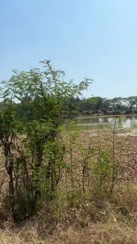The video shows a nature scene with a clear blue sky. The foreground is filled with dry grass and some green bushes. In the middle ground, there are several trees with lush green leaves. In the background, a body of water, possibly a lake or pond, is visible. Beyond the water, there are more trees and some structures that appear to be buildings or shelters. The overall impression is a peaceful, natural landscape on a sunny day.