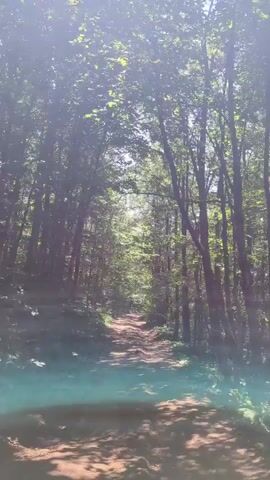 The video shows a dirt road through a dense forest. The road is unpaved and appears to be a hiking or off-road trail. Tall trees with green leaves line both sides of the road, creating a canopy overhead. Sunlight filters through the leaves, casting dappled shadows on the ground. The camera is moving forward along the road, giving the impression of a person walking or driving through the forest. The overall atmosphere is peaceful and natural.