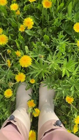 A first-person perspective video shows a person's legs and feet, clad in light-colored rubber boots and pink pants, walking through a field of dandelions and green foliage. The camera pans downwards, capturing the movement of the person's feet as they step over and among the yellow flowers. The environment is lush and green, with many dandelions in bloom. The video appears to be taken outdoors on a bright day.
