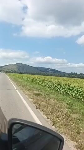 The video shows a view from a car driving along a road. To the right of the road is a large field of sunflowers. In the distance, there are hills under a partly cloudy blue sky. The car's side mirror is visible in the foreground.