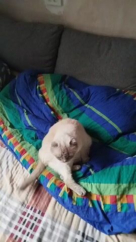 A light-colored cat with darker points on its ears, face, paws, and tail sits on a bed covered with a blue, green, and yellow striped comforter. The cat is grooming its leg, with its head bent down and its paw near its face. Behind the bed are two gray pillows and a wall with an electrical outlet. The bedspread underneath the comforter has a checkered pattern of gray, white, and red.