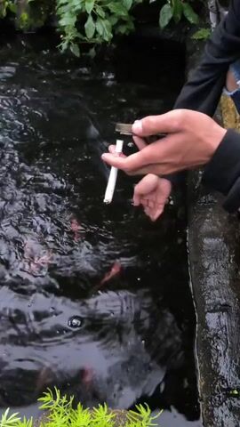 A person holds a lit cigarette over a koi pond. The pond is lined with stones and has plants growing on the edges. Several orange koi fish swim in the dark water. The person appears to be holding the cigarette close to the surface of the water. They are wearing a black long-sleeved shirt and blue jeans. The scene seems to be outdoors.