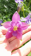 Columbine flowers documented blooming in Russian village garden