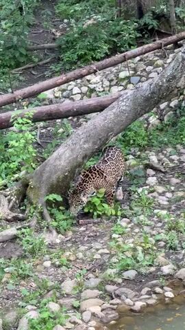 A jaguar is shown foraging on the ground near a fallen log and a body of water. The jaguar has distinctive spots and is walking on all fours. The environment appears to be wooded with rocks and greenery.