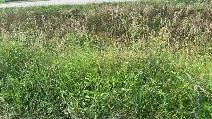 This media file captures a view of a grassy ditch with some wildflowers, possibly along a roadside in Biczyce Dolne, Poland. The scene is dominated by tall, green grass and various weeds, with some patches of dried, brown vegetation suggesting seasonal changes. Small, delicate purple flowers are scattered throughout the greenery, adding touches of color to the otherwise natural and somewhat wild landscape. In the background, a lighter strip suggests a road or path bordering the grassy area. The lighting indicates it is daytime, and the overall impression is one of a tranquil, rural setting. No people or specific objects are visible, and there is no visible text in the frame. The natural elements create a sense of peace and natural beauty.
