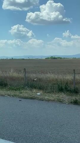 A bird with black and white plumage and a long, pointed beak is standing near a wooden fence post in a grassy field. The bird appears to be a stork. The field is dry and appears to have been recently harvested. In the background, there are distant hills and a blue sky with scattered white clouds. The foreground shows a portion of an asphalt road. The video is shot from a slightly elevated angle, possibly from a vehicle.