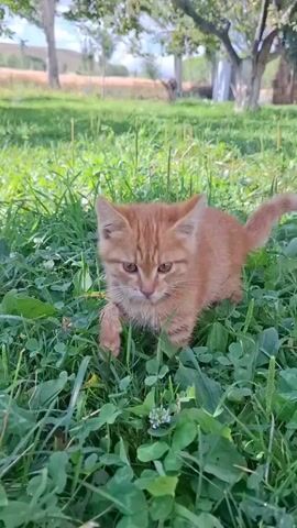 A ginger kitten is in the grass, looking to its right and then to its left. It swats at something unseen with its front right paw. The kitten then turns and walks away, its tail held high. The background consists of a grassy field with trees and a haystack.