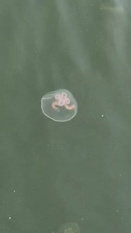 This is a vertical, aerial shot of a single translucent jellyfish floating on the surface of dark green water. The jellyfish is bell-shaped with a pale pinkish-orange, four-leaf clover-like structure visible inside. Its tentacles are not clearly defined. The water has a slightly rippled surface and a few tiny specks of light or debris are visible. In the lower right and lower left corners, blurry, out-of-focus shapes suggest the presence of other jellyfish beneath the surface. The shot is steady, and the jellyfish remains centered for the duration of the clip, gently bobbing with the water's movement.