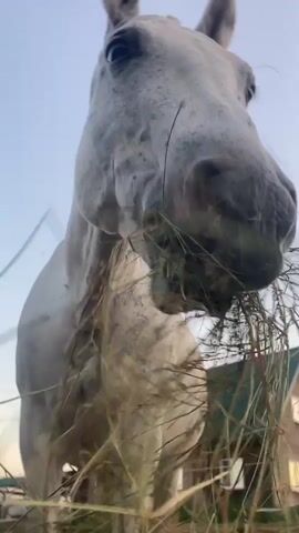 A low-angle, close-up shot shows a white horse eating grass. The horse's head is dominant in the frame, with its muzzle and mouth visible as it chews. Tall, dry grass is clutched in its mouth and surrounds its lower face. The horse's eyes are open, and its ears are pointed forward. The background is a blurry sky with some hints of a structure and foliage on the right side. The lighting suggests it is daytime, possibly late afternoon or early evening.