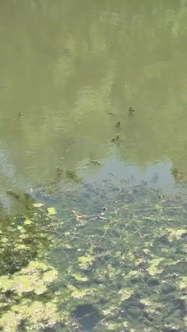 Several small, dark creatures, possibly ducklings or tadpoles, swim in a line across the surface of murky green water. Another small creature, likely a frog, is visible on the water's surface closer to the foreground. The water is partially covered with green algae and aquatic plants. The reflection of trees or foliage can be seen on the water's surface.