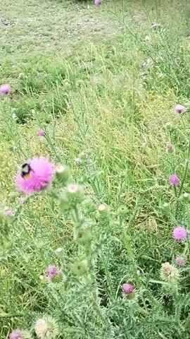 A close-up, shaky shot shows a pink thistle flower in the foreground with a bee on it. The background is blurred, showing more thistles and green grass. The bee is black and yellow, and it is moving around on the flower. The shot is outdoors, and the lighting is natural, suggesting daytime. The video appears to be a close-up shot of nature, focusing on a bee pollinating a flower.