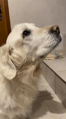 White dog filmed indoors near door in Truchtersheim