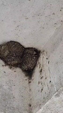 The video shows a close-up of a bird's nest made of mud and located in the corner of two white concrete walls. A small, light-colored bird's head is visible at the opening of the nest, making chirping sounds. The walls are stained with bird droppings, particularly below the nest, and some small white specks are visible on the nest itself. The bird's head moves slightly as it vocalizes.
