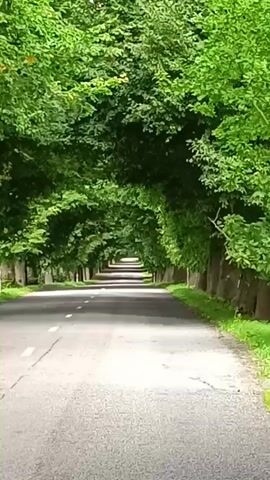 The video shows a road lined with trees that form a canopy overhead. The road appears to be paved and has white lane markings. The trees are full of green leaves, suggesting it is daytime and likely springtime or summer. The perspective is from a moving vehicle, looking down the road. The scene is serene and natural.