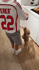 Kitchen moment with a small fluffy animal in Vila Nova de Gaia