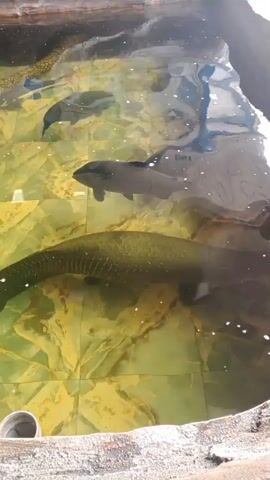 This is a close-up, slightly shaky, overhead shot of a pond or pool. The water is clear and reveals a tiled bottom with a yellow and green marbled pattern. Several large fish are visible swimming in the water. The largest fish, in the foreground, is very long and slender with a patterned body. Another large, dark-colored fish swims above it. A third, smaller, dark-colored fish swims in the upper right quadrant of the frame. The edge of the pond, made of rough, sandy-colored material, is visible in the bottom and right edges of the frame. The lighting suggests it is daytime, and there are some reflections on the water's surface.
