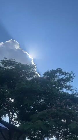 This is a vertical video of a bright, sunny day with a large, fluffy white cloud dominating the upper left quadrant of the sky. The sun is peeking out from behind the cloud, casting dramatic rays of light that stretch across the deep blue sky. A lush green tree with delicate leaves fills the lower half of the frame, its branches reaching towards the sunlit cloud. Some pinkish blossoms are visible on the tree. Below the tree, a sliver of what appears to be a white awning or roof is visible, suggesting an outdoor setting. The lighting indicates it's likely late morning or early afternoon. There is no visible text in the video. The overall mood is serene and awe-inspiring, highlighting the beauty of natural light and the sky.