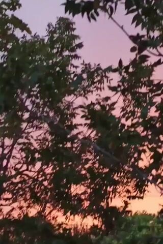 The video shows a sunset through the leaves of trees. The sky is a gradient of pink and orange. In the background, there are buildings, streetlights, and power lines. The camera is moving, causing the leaves to blur.